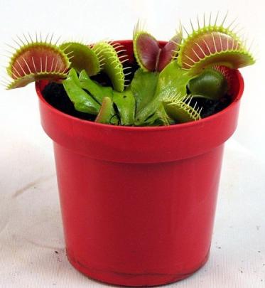 Fly Trap Plant